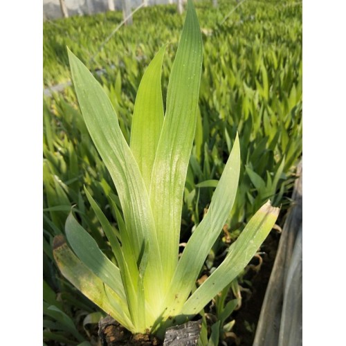 出售鳶尾，鳶尾種植基地，